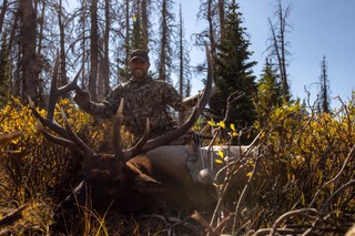 Scott White - Elk Bull - Colorado