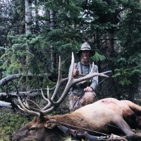 Scott Hargrove - Elk Bull - Colorado